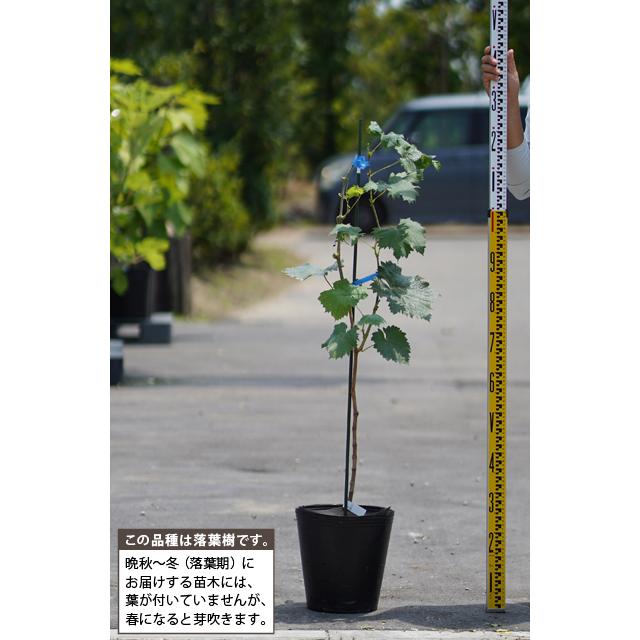 ぶどう 苗木 【シャインマスカット ［登録品種］】 3年生 ウイルス