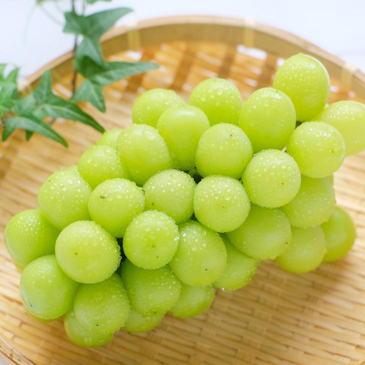 ぶどう 苗木 【シャインマスカット ［登録品種］】 3年生 ウイルス