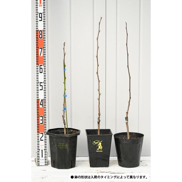 ポポー 苗 【2品種 受粉相性OKセット マンゴー × スィートアリス