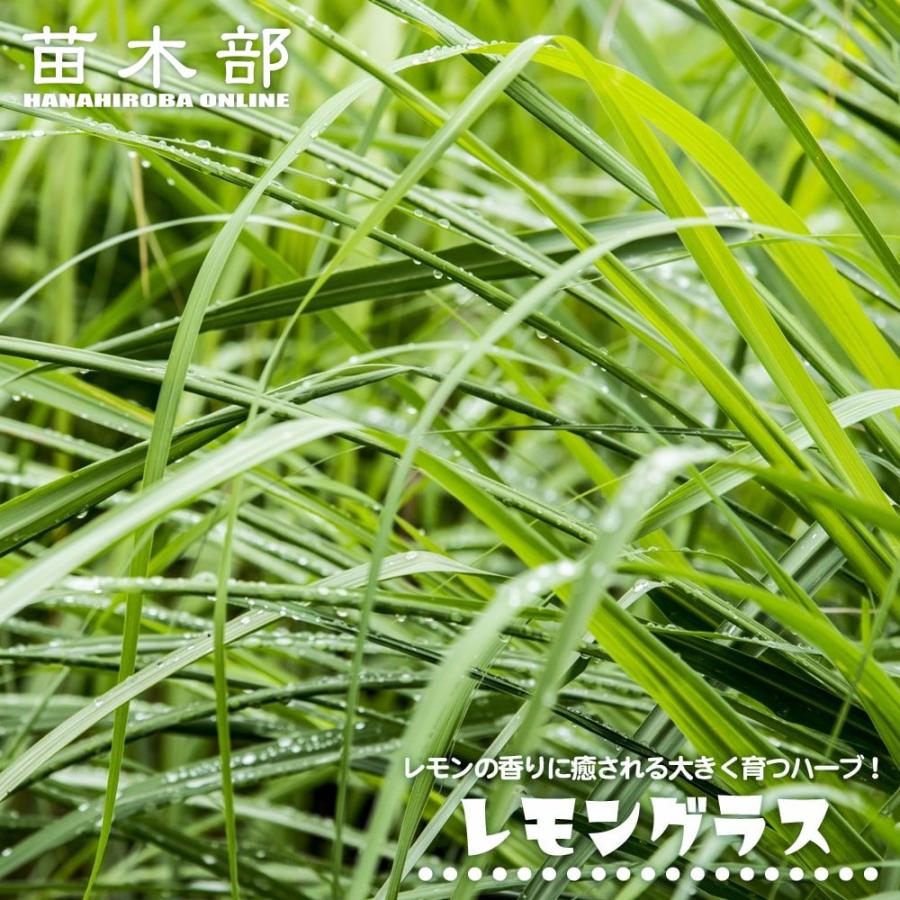 ハーブ 苗 レモングラス 3号ポット苗 : 苗木部 花ひろばオンライン