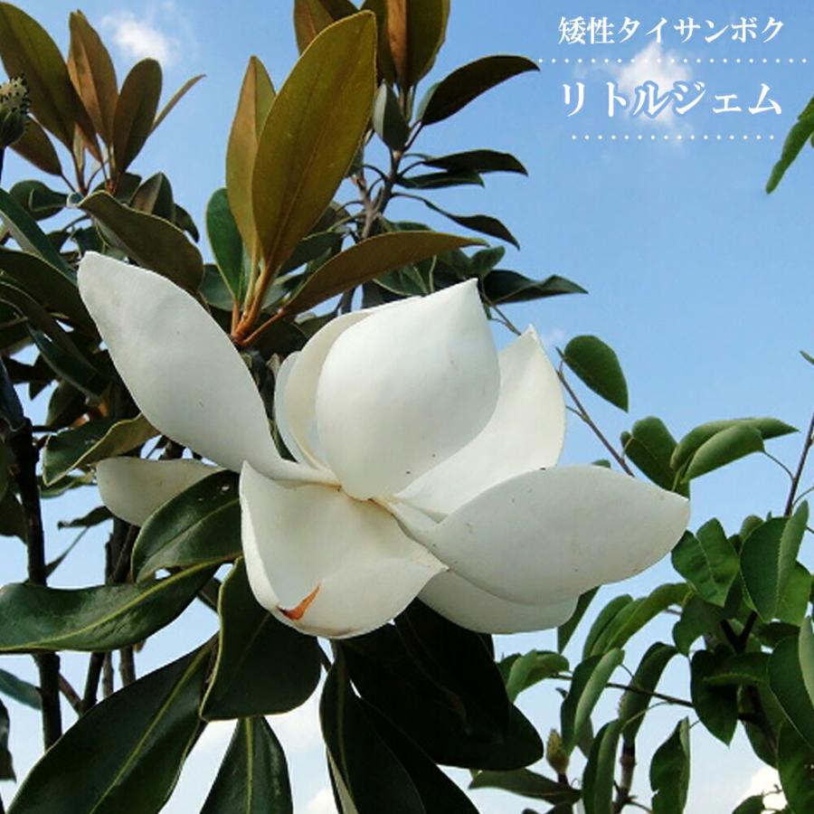 わい性タイサンボク リトルジェム 接木ポット苗 : 苗木部 花ひろば