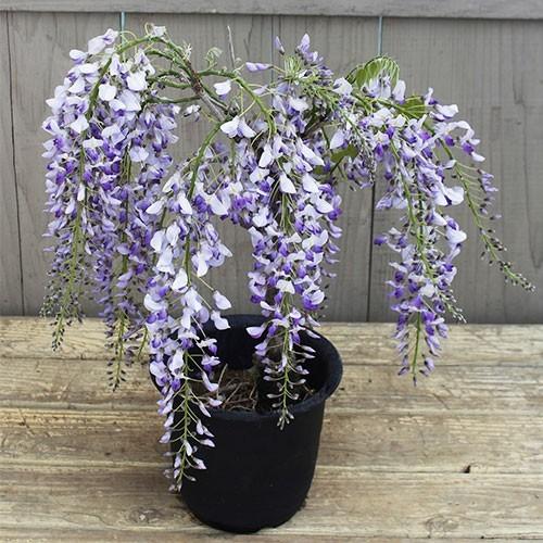 藤（フジ）「一才藤」の苗木 6号鉢植え : 植物・園芸専門店 花育通販