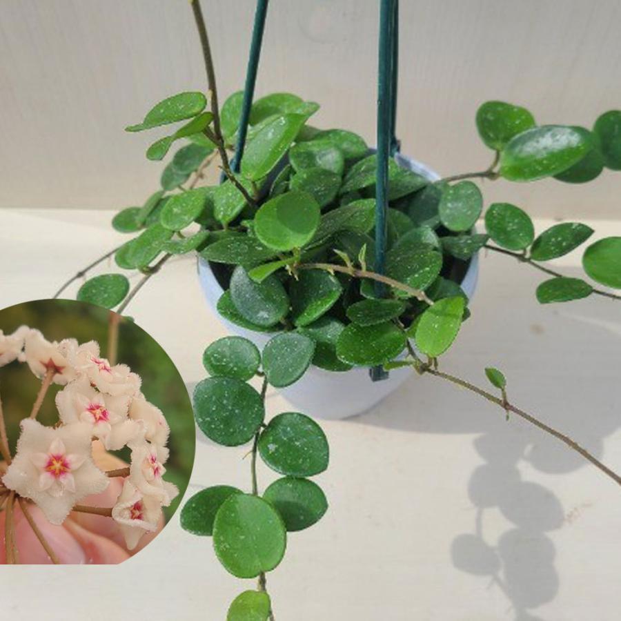 観葉植物】ホヤ・マチルダ Hoya mathilde 3.5-4号 : 植物・園芸専門店