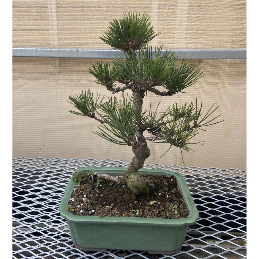 現品】松盆栽 黒松（クロマツ）7号 長角浅鉢 : 植物・園芸専門店 花育