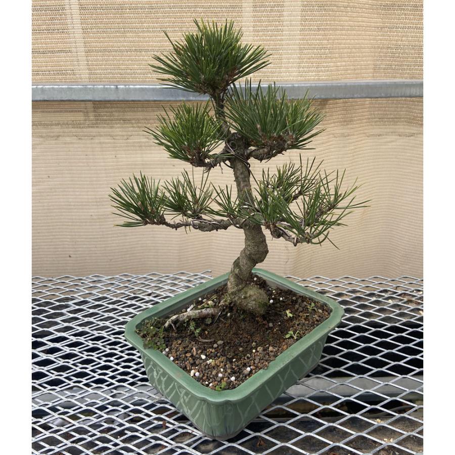 現品】松盆栽 黒松（クロマツ）7号 長角浅鉢 : 植物・園芸専門店 花育