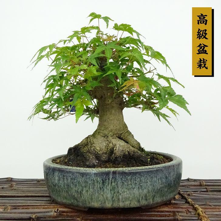 盆栽 紅葉 樹高 約18cm もみじ 高級盆栽 Acer palmatum モミジ カエデ