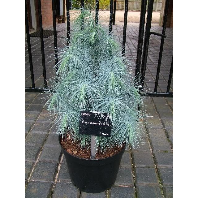 マルチネスピニョンマツ＜ピニョン松＞ 種子5粒 Big-cone pinyon 5