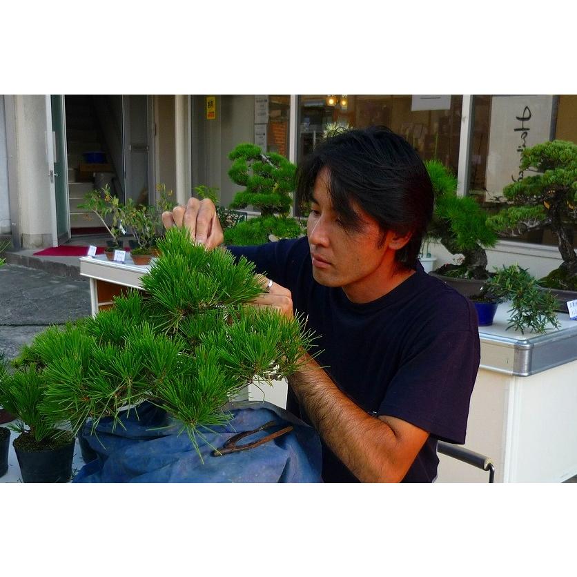 株）一樹園 黒松 【売上一位商品】 中品盆栽／樹齢20年 : 一樹園