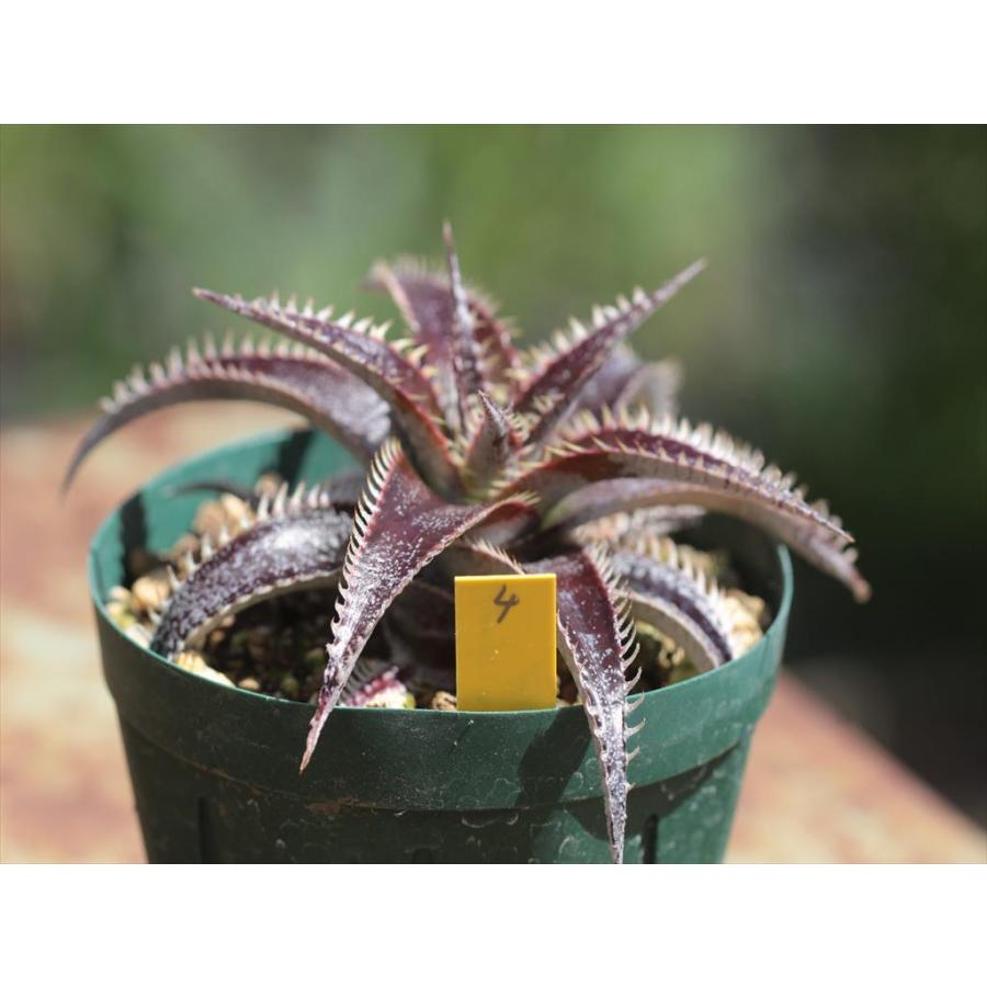 Dyckia 'Bill Baker'/ディッキア'ビル・ベイカー'4 : 大木ナーサリー