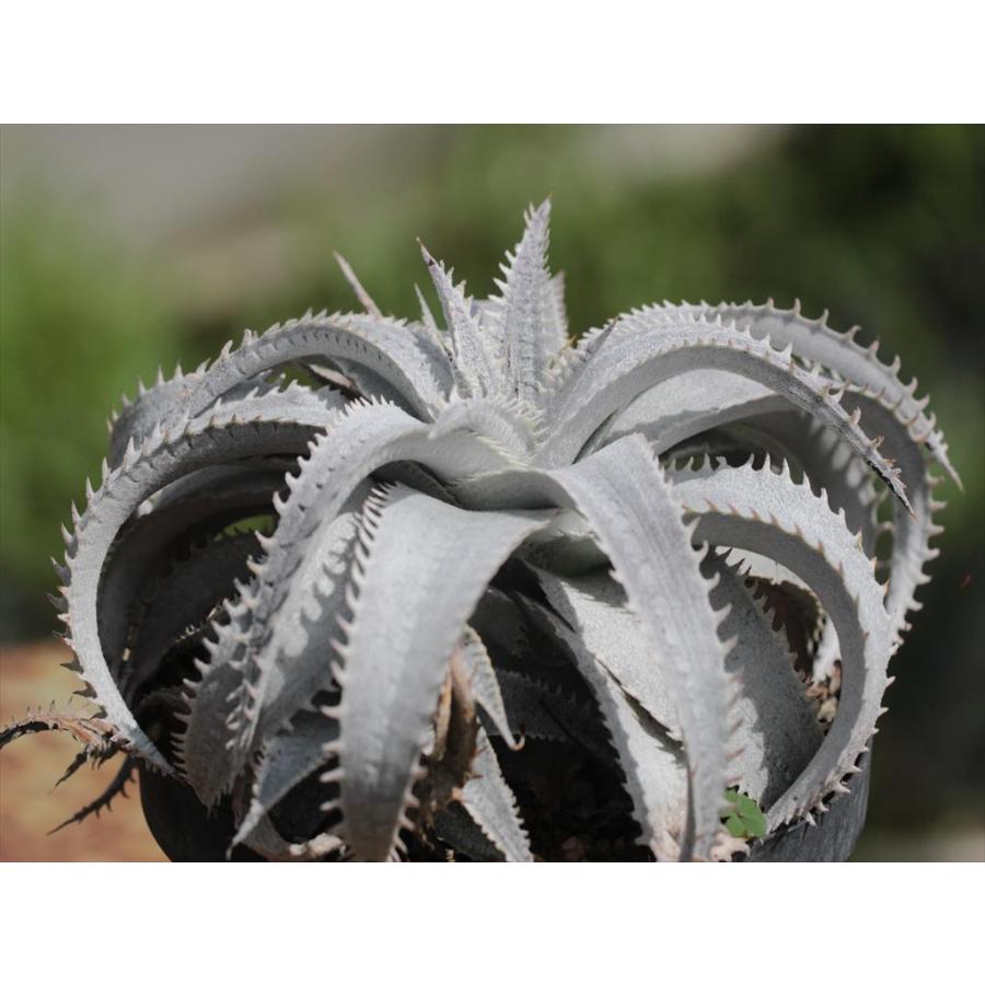 Dyckia marnier-lapostollei super white clone/ディッキア・マルニエ