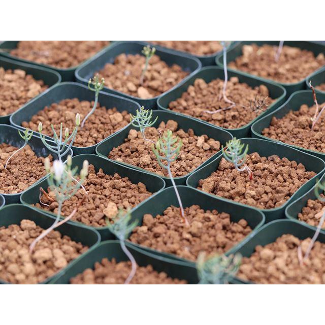 Eriospermum aphyllum/エリオスペルマム・アフィルム : 大木ナーサリー