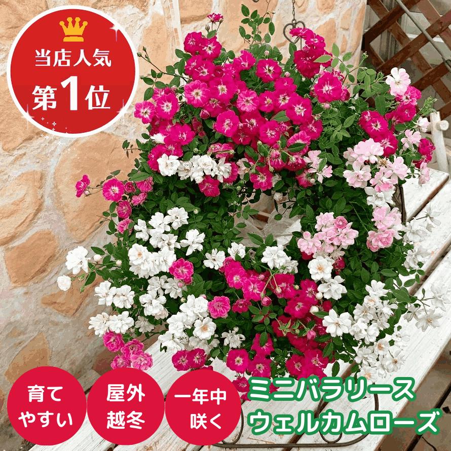 ミニバラ 寄せ植え フラワーリース レンゲローズ ギフト プレゼント