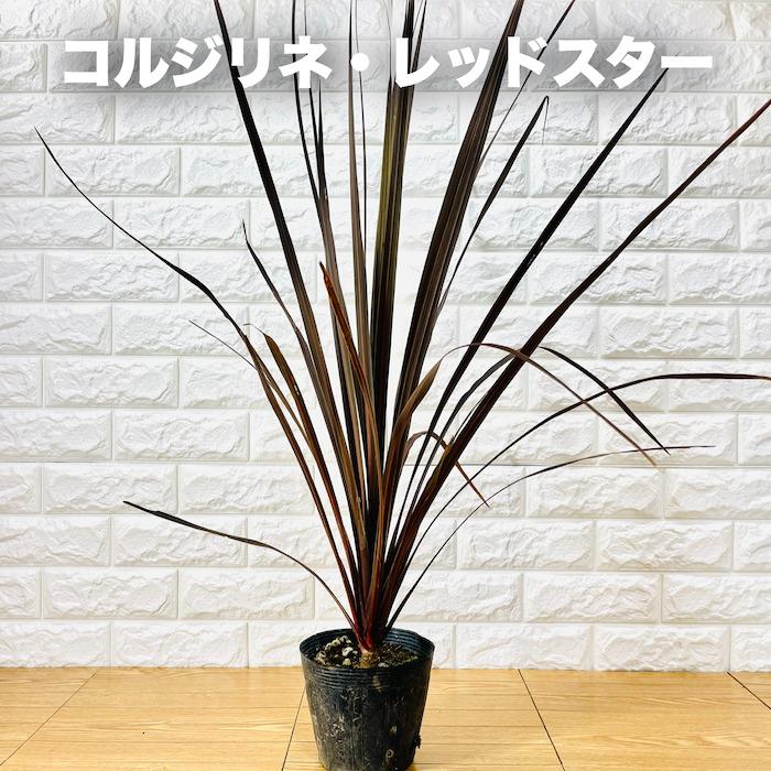 観葉植物 コルジリネ レッドスター 5号ポット 赤ドラセナ シンボル
