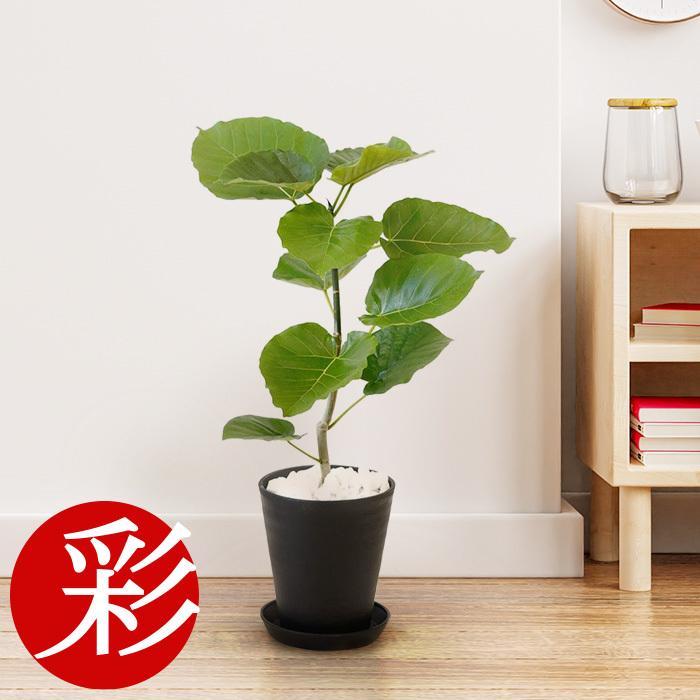 観葉植物 本物 フィカス ウンベラータ セラアート鉢 6号鉢 大型 室内用