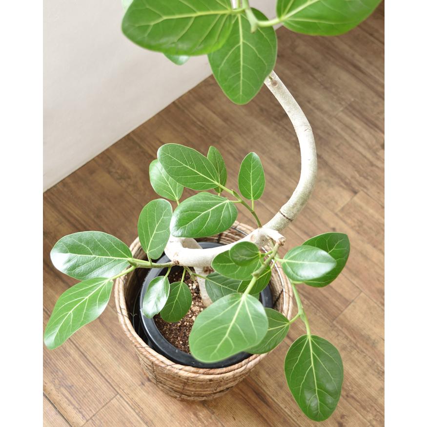 観葉植物 本物 ベンガルボダイジュ フィカス・ベンガレンシス 8号鉢