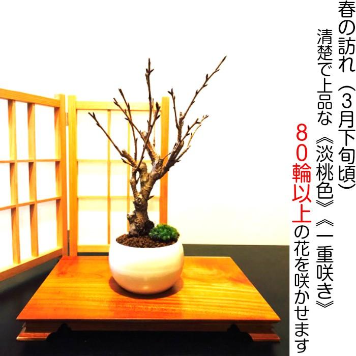 盆栽 桜 雅桜sakura Sランク特上 極太幹の中輪一重咲き 樹齢3年 高級