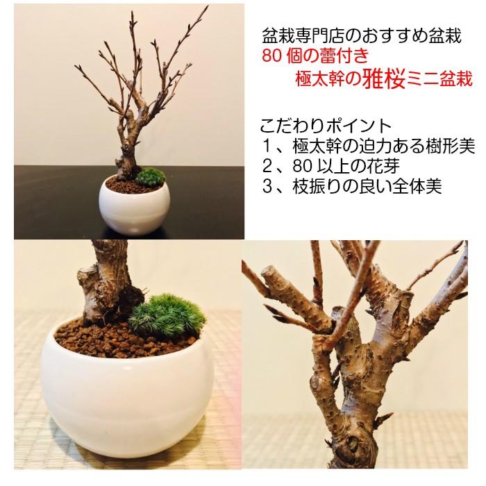 盆栽 桜 雅桜sakura Sランク特上 極太幹の中輪一重咲き 樹齢3年 高級