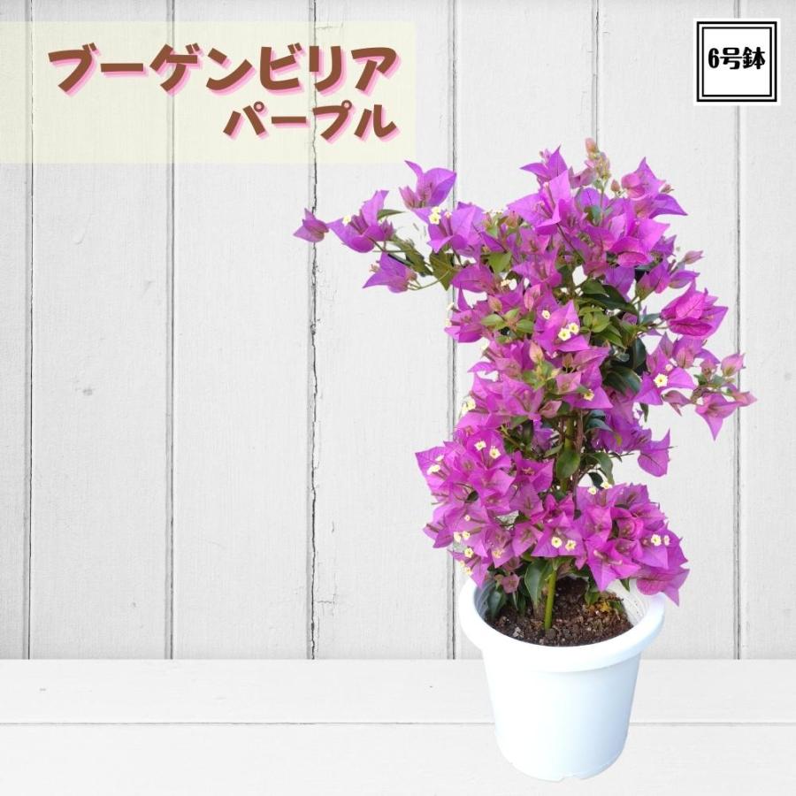 ブーゲンビリア パープル 6号大株》 丈夫な品種 オシロイバナ