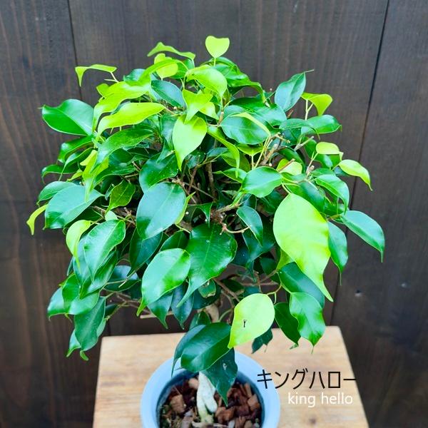 おしゃれ 観葉植物 選べる フィカス ：ねじり ベンジャミン*4号