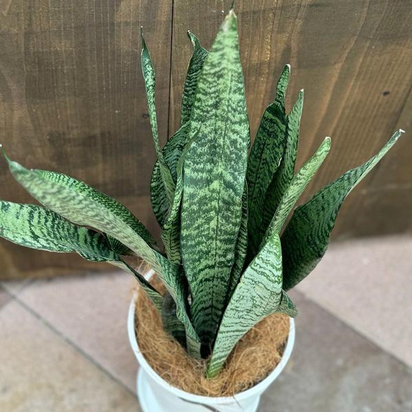 おしゃれ 観葉植物：サンスベリア ゼラニカ 鉢植え*セラアート 受皿付