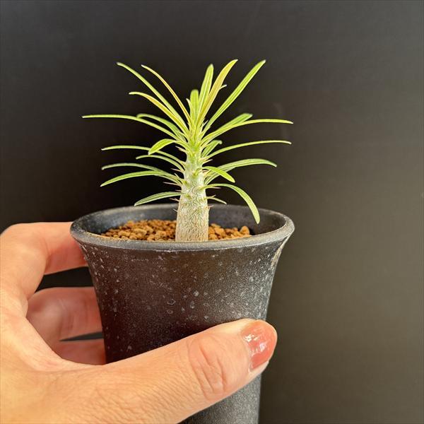 ☆特価☆コーデックス：パキポディウム グラキリス*M 塊根幅1cm