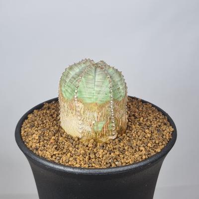 オベサブロウのおすすめ人気商品一覧 通販 - Yahoo!ショッピング