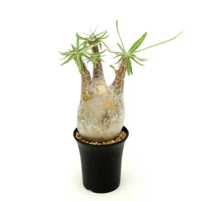 グラキリスのおすすめ人気商品一覧 通販 - Yahoo!ショッピング