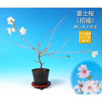富士桜 盆栽のおすすめ人気商品一覧 通販 - Yahoo!ショッピング