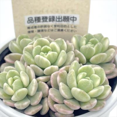 フラワーネット日本花キ流通 - 古都の葉さん｜Yahoo!ショッピング