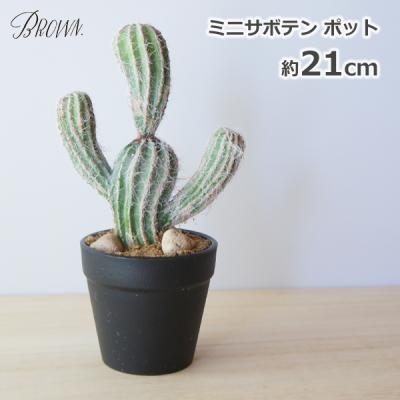 柱サボテン 弁慶柱のおすすめ人気商品一覧 通販 - Yahoo!ショッピング