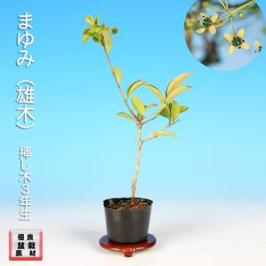 盆栽 つる梅もどき 雄木 ツルウメモドキ 蔓梅擬 小品盆栽 ミニ盆栽