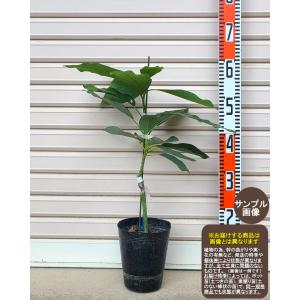 ベーコン】 接木苗 1年生 アボカド ※通常発送※ [べーこん 果樹苗木