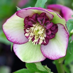 花苗 クリスマスローズ ウィンターシンフォニー スィングシリーズ（小