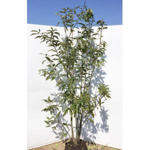 オリーブの木 シプレッシーノ 約2m 特大植木苗木 規格販売 お買い得