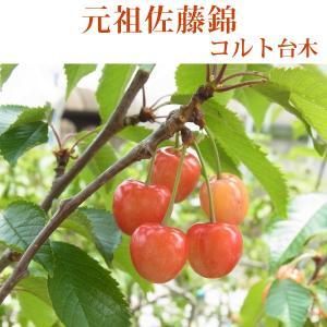 登録品種【さくらんぼ：紅きらり】コルト台木 1年生裸苗 : 花実樹(はな