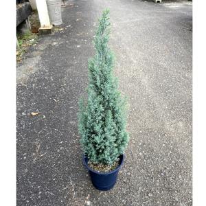 コニファー 『 ムーングロー 』 15cmポット苗 : 花と緑の専門店 土っ子