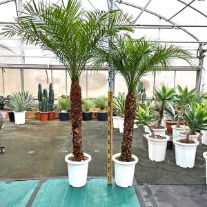 2025年度販売1000本突破! フェニックス・ロベリニー ヤシ 10号M ヤシの