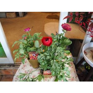 森農園ネットショップ - 綺麗でごめん超簡単初心者向け丸刈りローズ