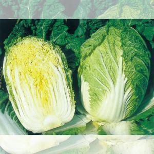 タキイ種苗 レタス ヒートガイ ペレット5000粒 : 種苗・園芸ショップ