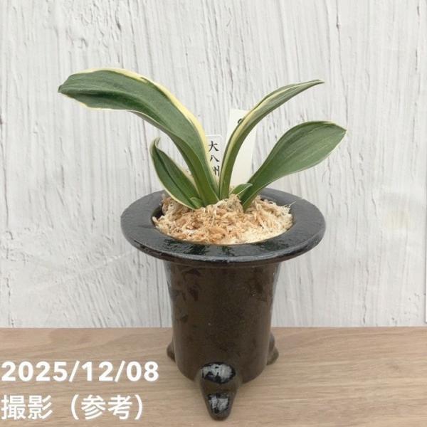 現品お届け】豊明園 万年青 オモト 大八州 陶器鉢（O14）｜観葉10-TU