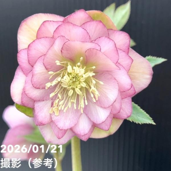 お買い得一点物咲き進み株】加藤農園 クリスマスローズ Little