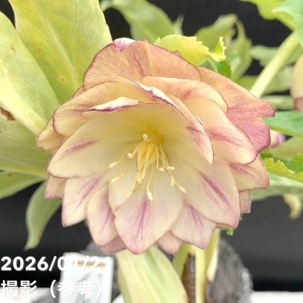 お買い得一点物咲き進み株】加藤農園 クリスマスローズ イルミリオン