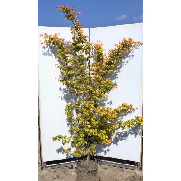 カツラモミジ　大株　【品番3520】