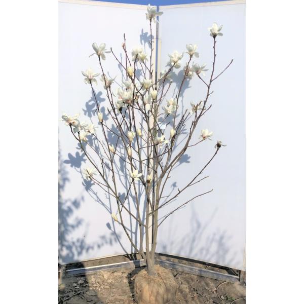 白モクレン 株立ち 約1.9m 現品発送 特大植木苗木 白木蓮