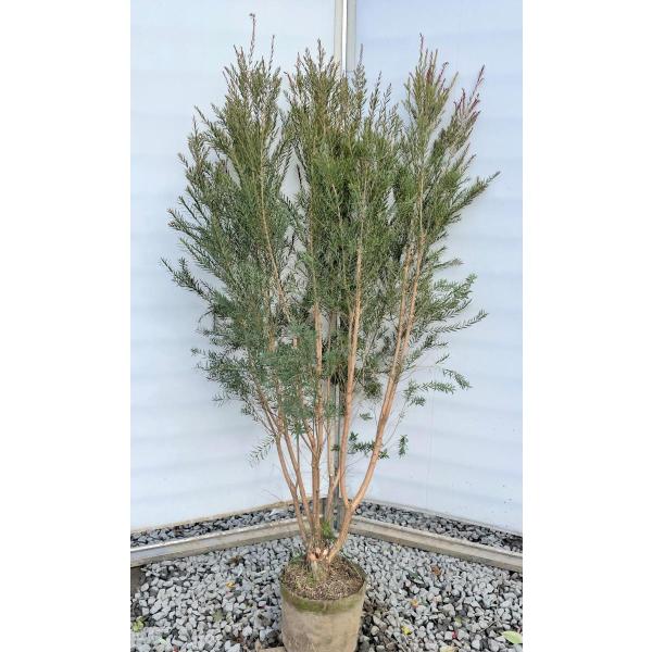 ティーツリー レッドジェム 株立ち 約1.5m 現品発送 特大植木苗木