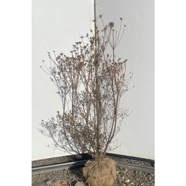 山ツツジ 株立ち 約1.4m 現品発送 美樹形株 特大株 大苗植木苗木