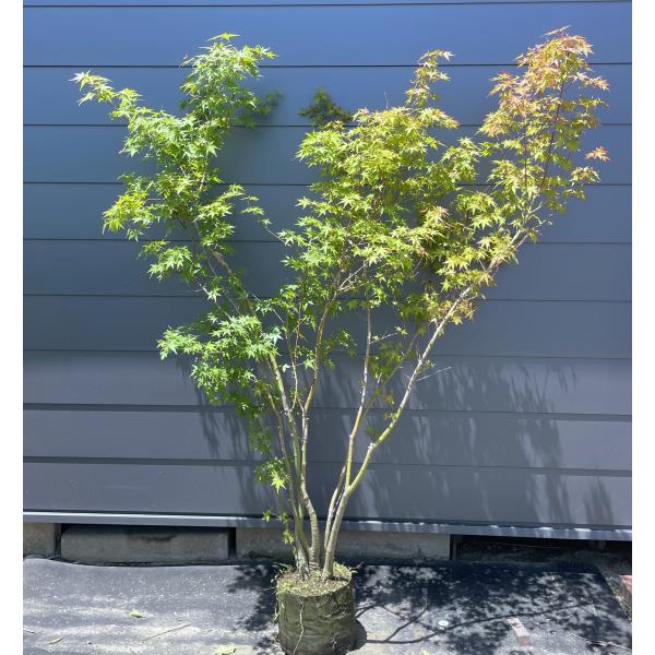 天然山取りクロモジ　大型苗木　250cm