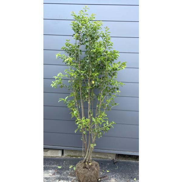 ソヨゴの木8本株立ち 約2m 現品発送 一点物 豪華株 特大株 植木苗木