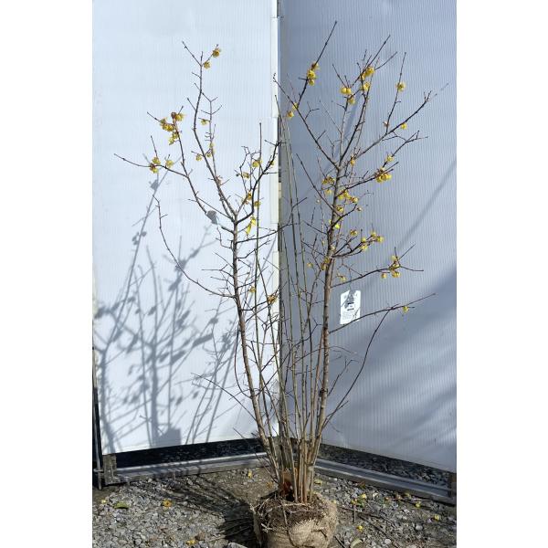 満月ロウバイ 8本株立ち 約1.6m 現品発送 豪華株 超特大株 植木苗木