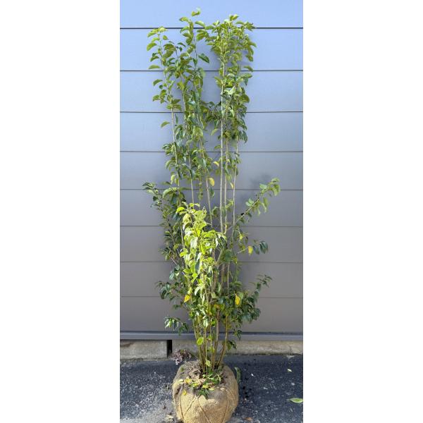 ソヨゴの木 7本株立ち 約1.7m 現品発送 一点物 豪華株 特大株 植木苗木